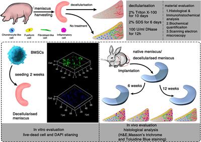 Preparation and Characterization of an Optimized Meniscal Extracellular Matrix Scaffold for Meniscus Transplantation